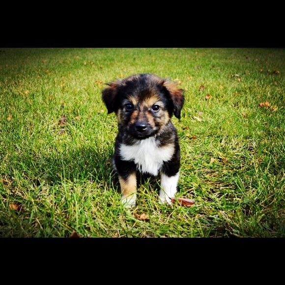 Meet your Posher, Alannah - Picture 1 of 1